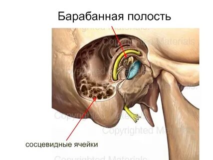 Барабанные ячейки