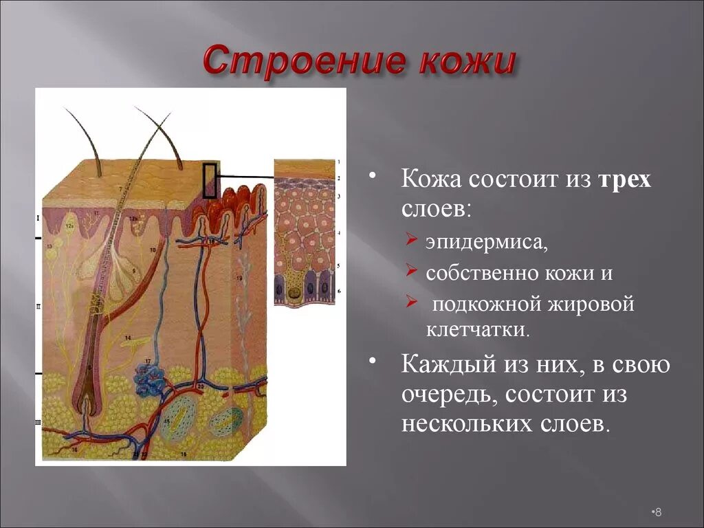 Кожа состоит из трех. Кожа состоит из нескольких слоев. подкожный слой состоит из нескольких слоёв. 1. из каких слоев состоит кожа?.