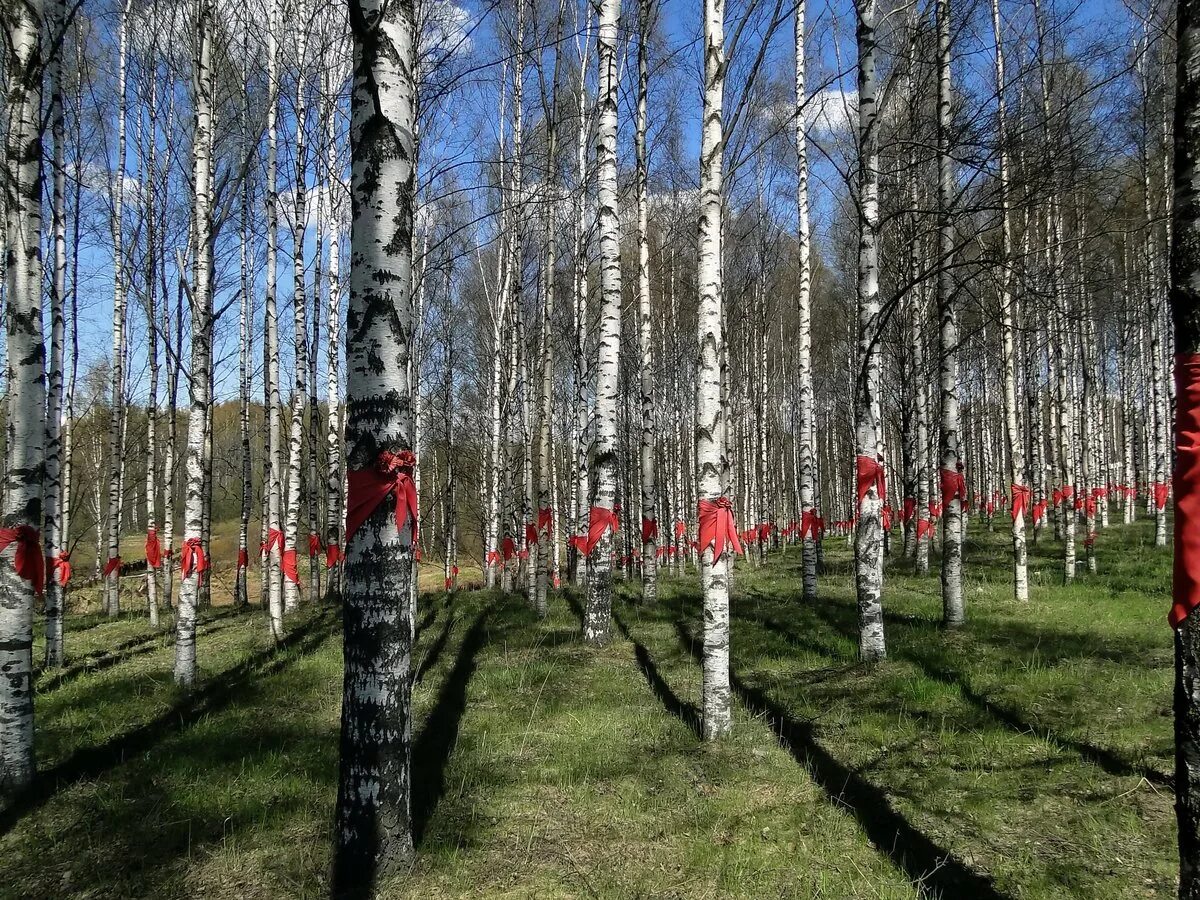 За тихой рекою в березовой роще. Саракташ березовая роща. Осень туман. Березы окутаны. Повторяющийся рисунок в фото пейзаж 35awards.