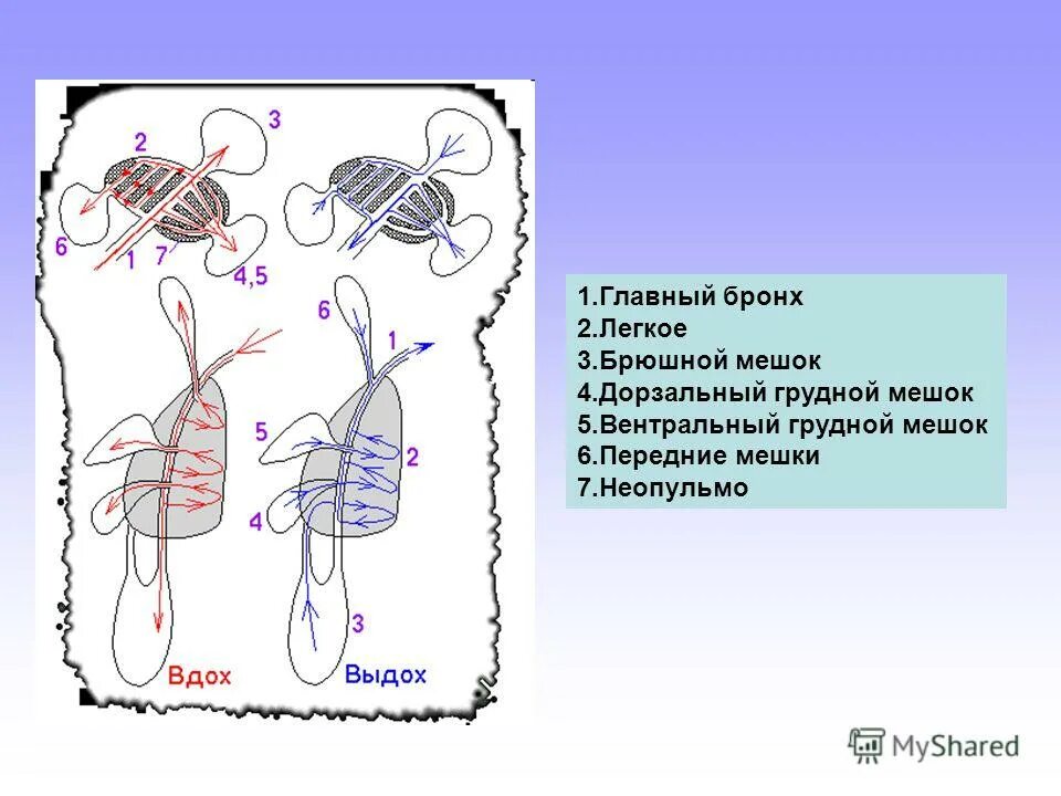 Дыхательная система голубя схема. Воздушные мешочки в лёгких. Легочный мешочек 6 букв. Легочные мешки и воздушные мешки одно и тоже. Органы дыхания паука.