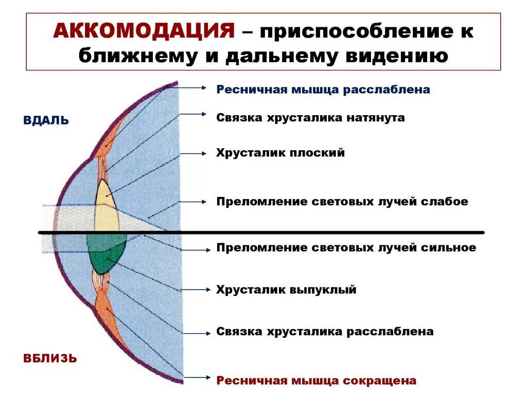 Мышцы аккомодации. Строение глаза аккомодация. Аккомодационный аппарат глаза схема. Человеческий глаз аккомодация схема. Аккомодация хрусталика глаза.