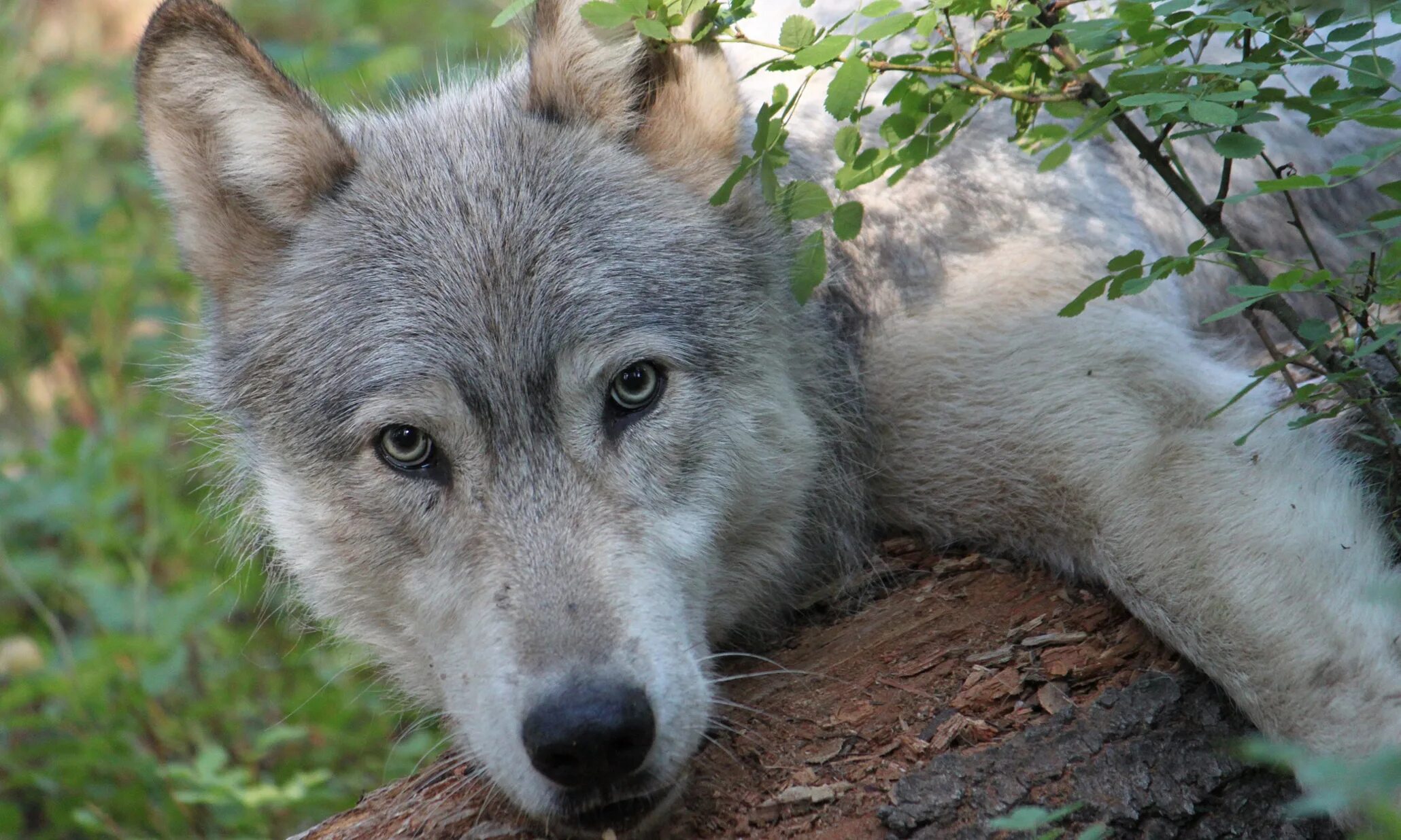 Жизнь серого волка. Волк с волчатами. Серая волчица. Молодые волки. Волк серый.