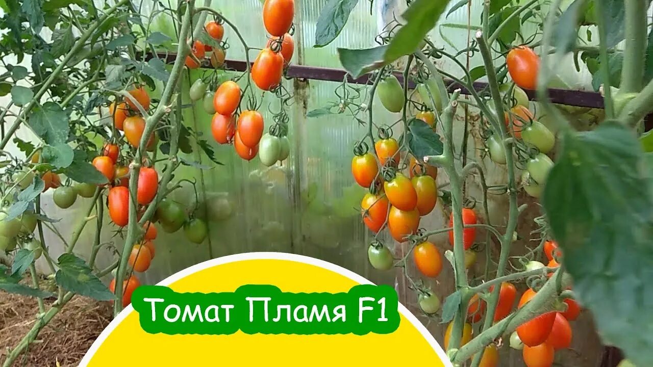Томаты ПОИСК Агрохолдинг Томат Абрикотин F1_красный_Томат "Аделина" - купить по 