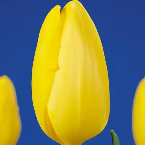 Bolroyal honey тюльпан. Сорта тюльпанов novisun. Novi sun. Сорта тюльпанов novisun. Сорта тюльпанов novisun.