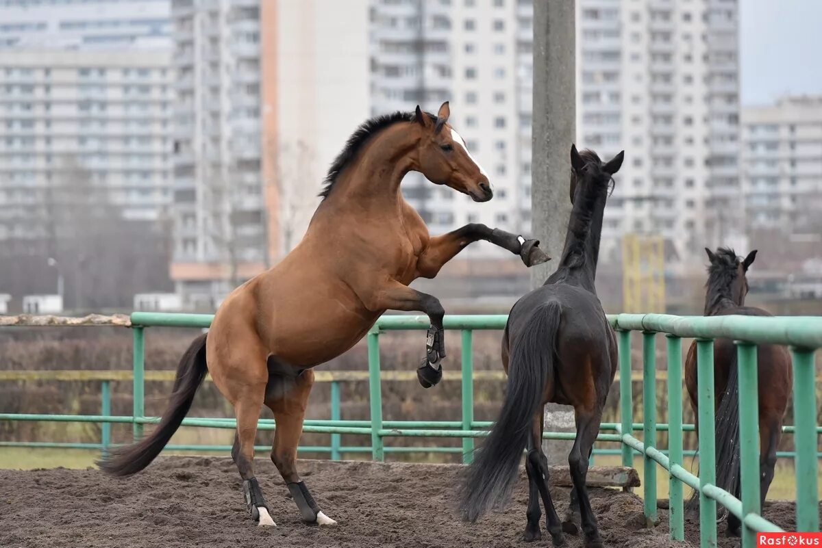 Horse moscow