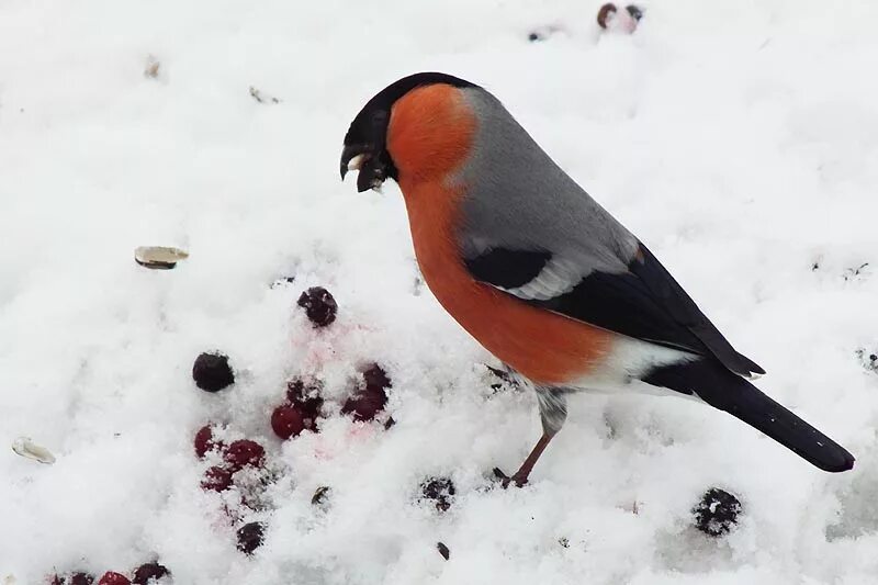 ягода для снегирей 6. снегирь ест рябину. снегирь обыкновенный. что кушают снегири. что кушают снегири.