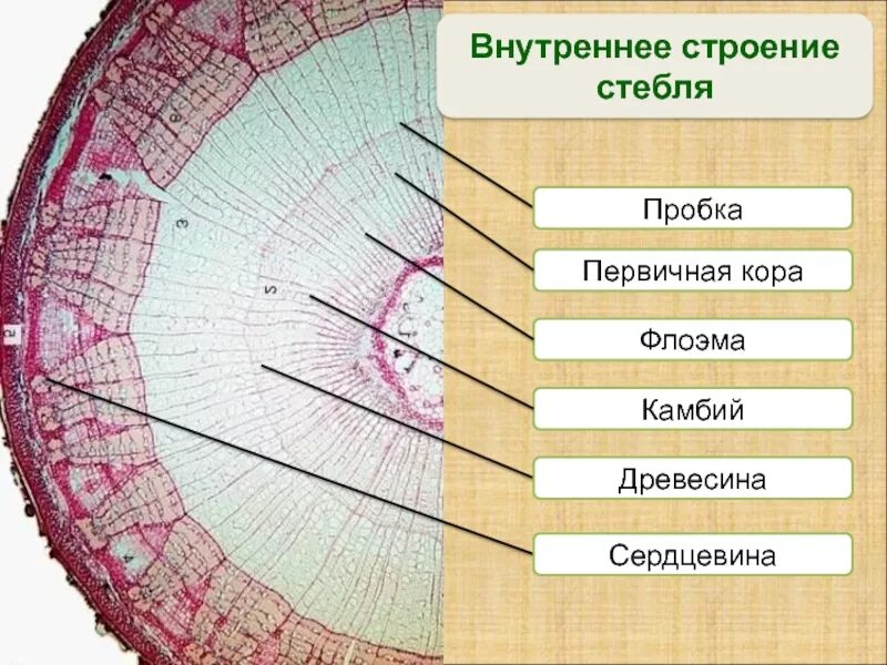 Сердцевина Ксилема камбий флоэма. Строение стебля дерева Ксилема и флоэма. Строение древесного стебля Ксилема.