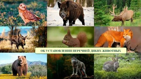 Какие животные обитают в природе