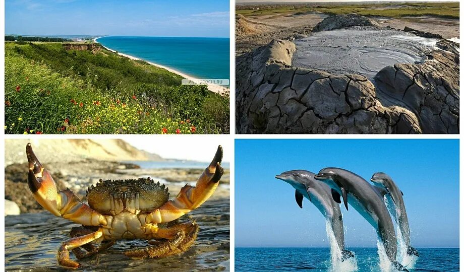 планета осликов темрюк. лукоморье тюмень зоопарк. станица голубицкая зоопарк лукоморье. зоопарк лукоморье голубицкая. темрюк животное.