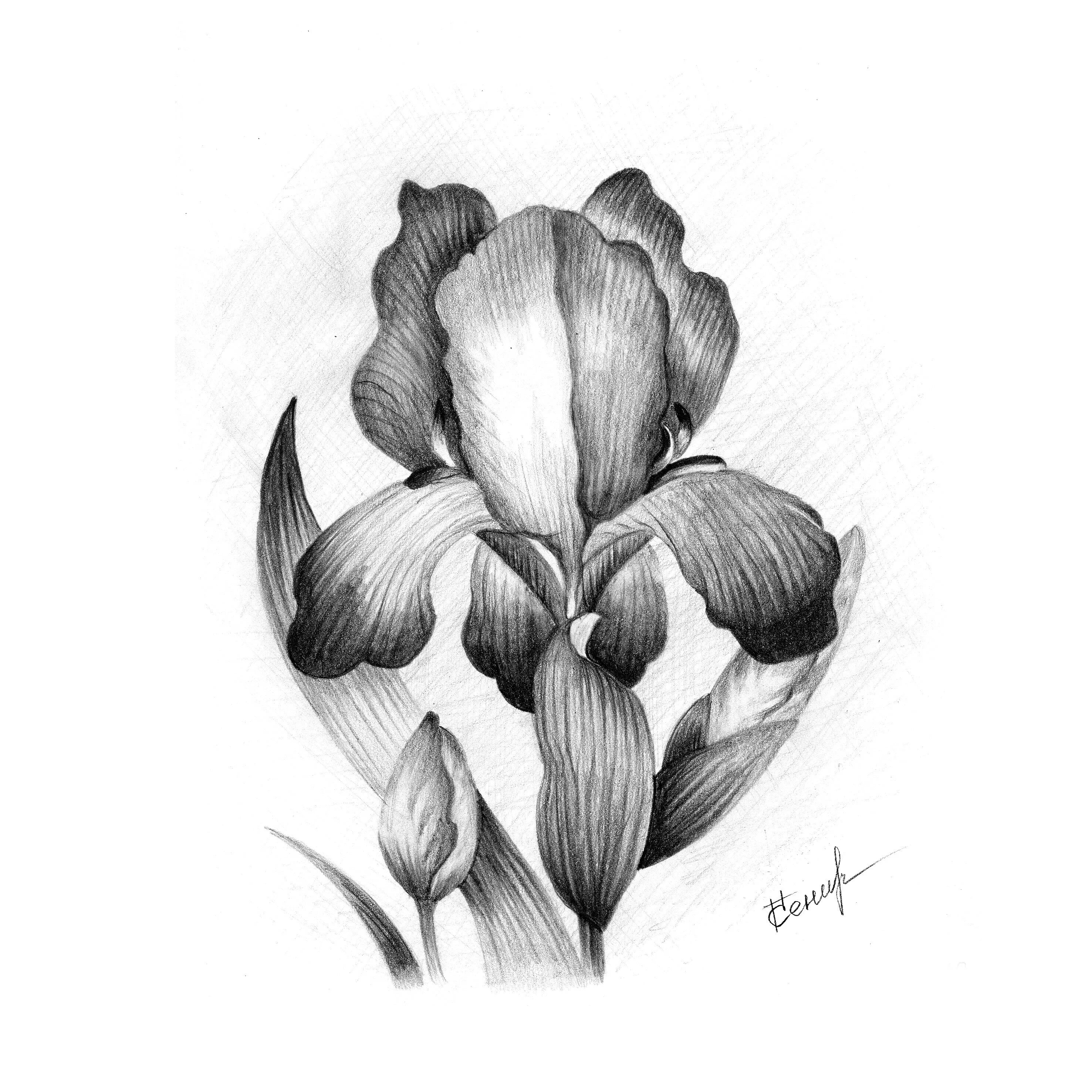 Рисунок цветка карандашом. Цветы карандашом. зарисовки цветов карандашом. цветы рисунок карандашом. цветы зарисовки карандашом.