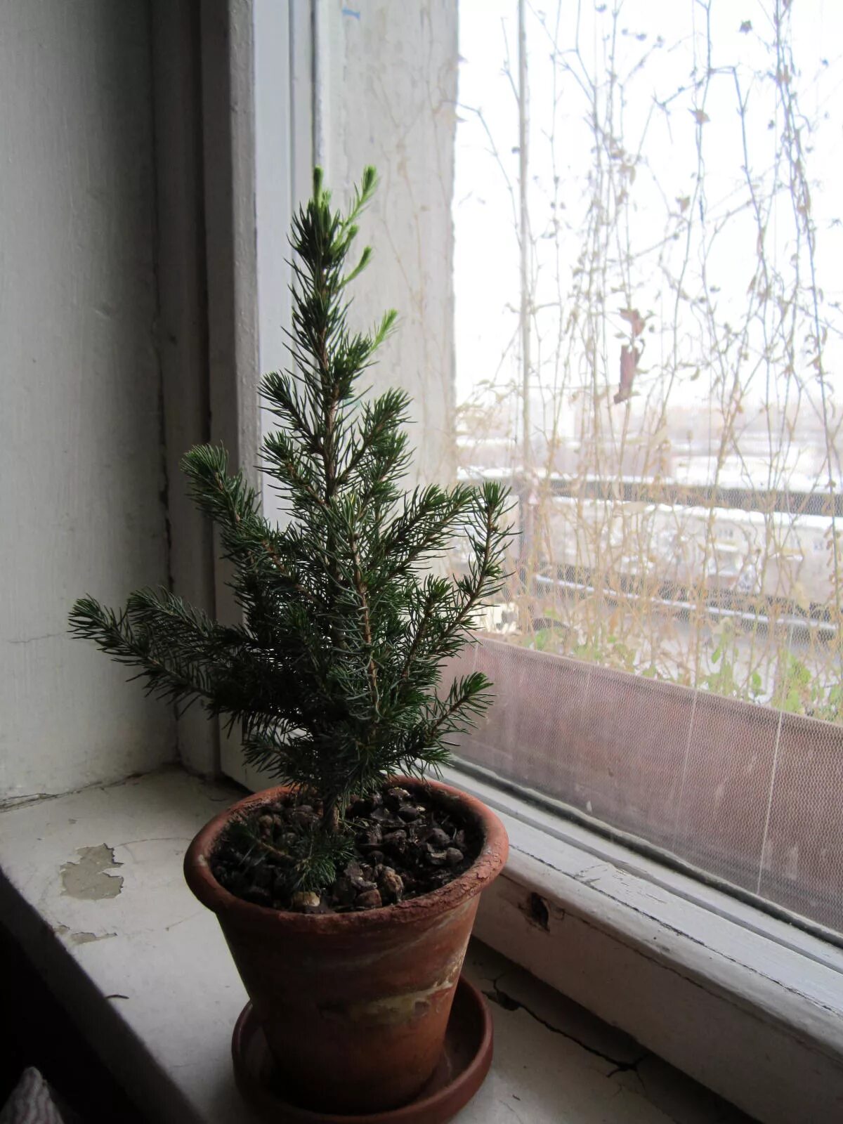 Сосна в горшке живая. Домашняя елка в горшке. Вырастить ель дома в горшке. Вырастить ель дома в горшке. Вырастить ель дома в горшке.