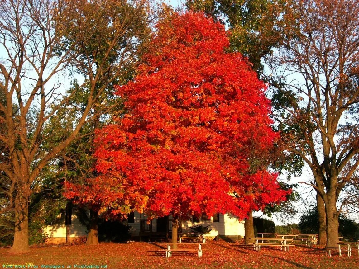 Осеннее дерево. Сень деревьев. Осина дерево осенью. Осина красная. Осинка листья осенью
