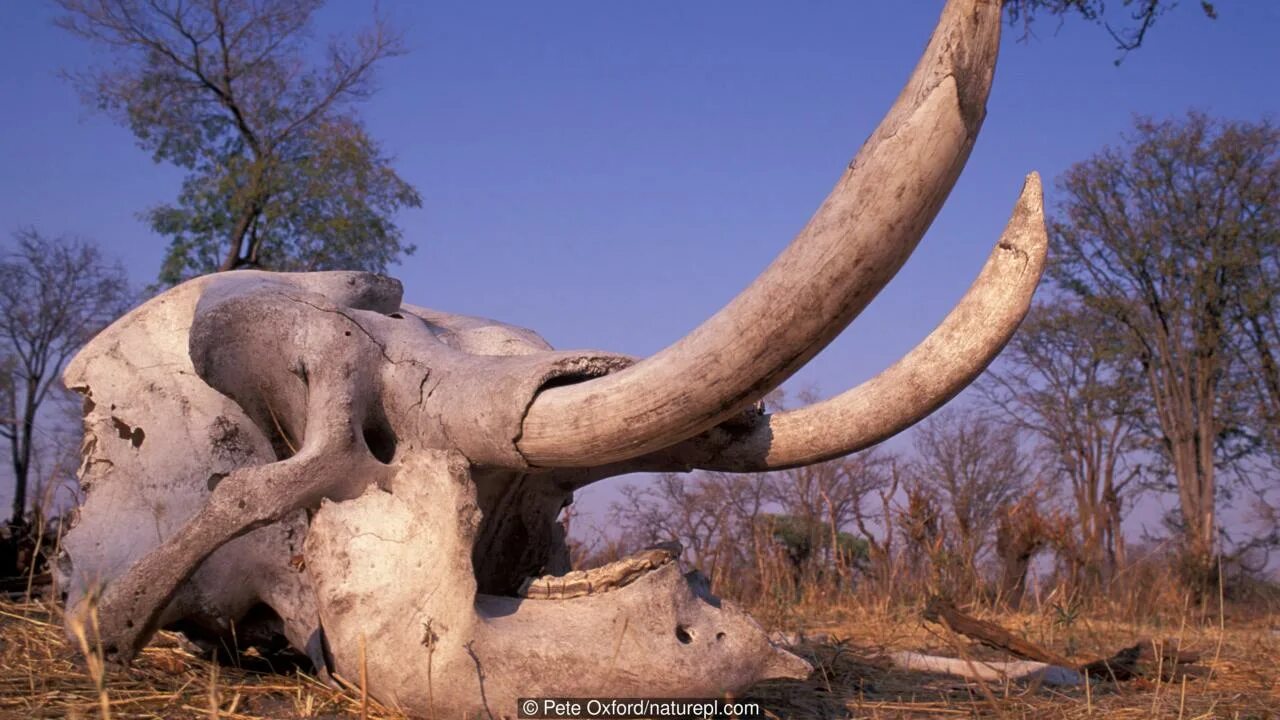 Слоновый череп. Слон с большими бивнями. Слон с рогами.