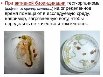 Тест организмы