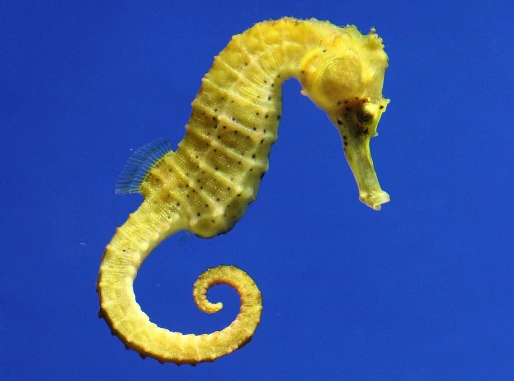 Морской конек. Желтый морской конек. Самый большой морской конек. Морской конек самый красивый.