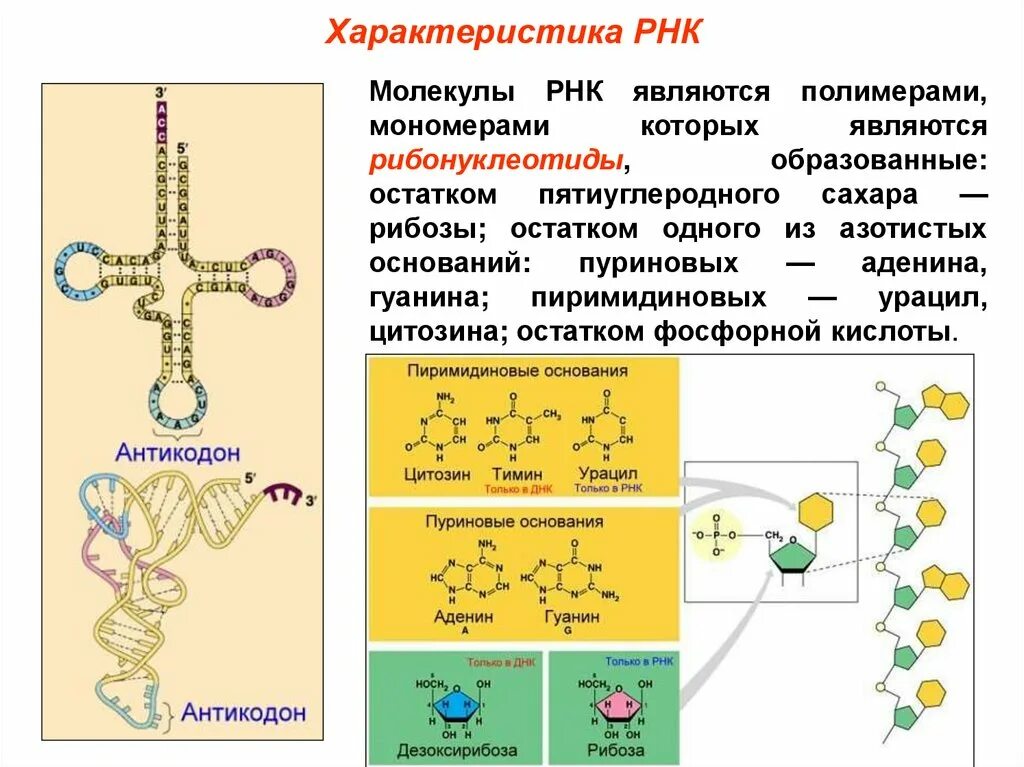 Мономер информационной РНК. РНК полимер структура. РНК полимер или мономер. Молекула рибонуклеиновой кислоты.