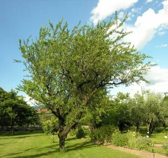 Prunus dulcis oil