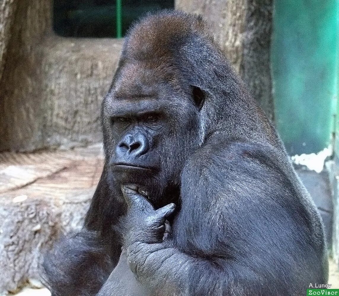 эмоции шимпанзе. мышление животных и человека. задумчивая обезьяна. мысли шимпанзе. эмоции обезьян.