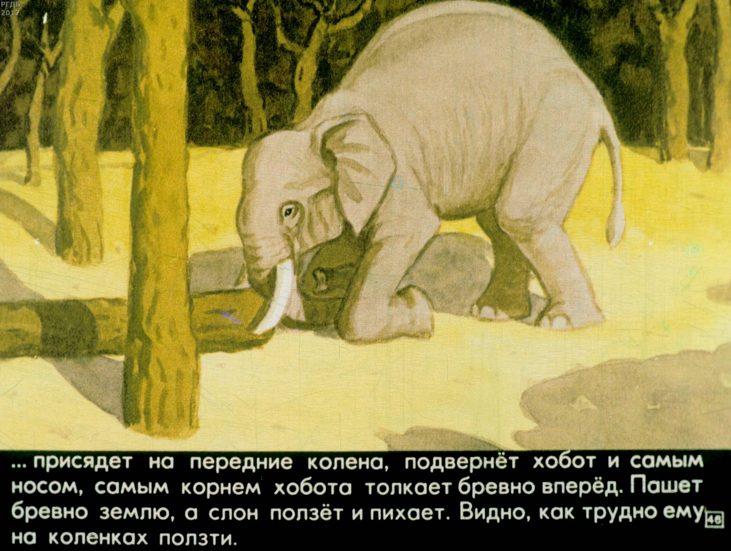 Рассказ житкова про слона. Н. Рассказ про слона житков. Про слона рис. Научно познавательный текст о слоне.