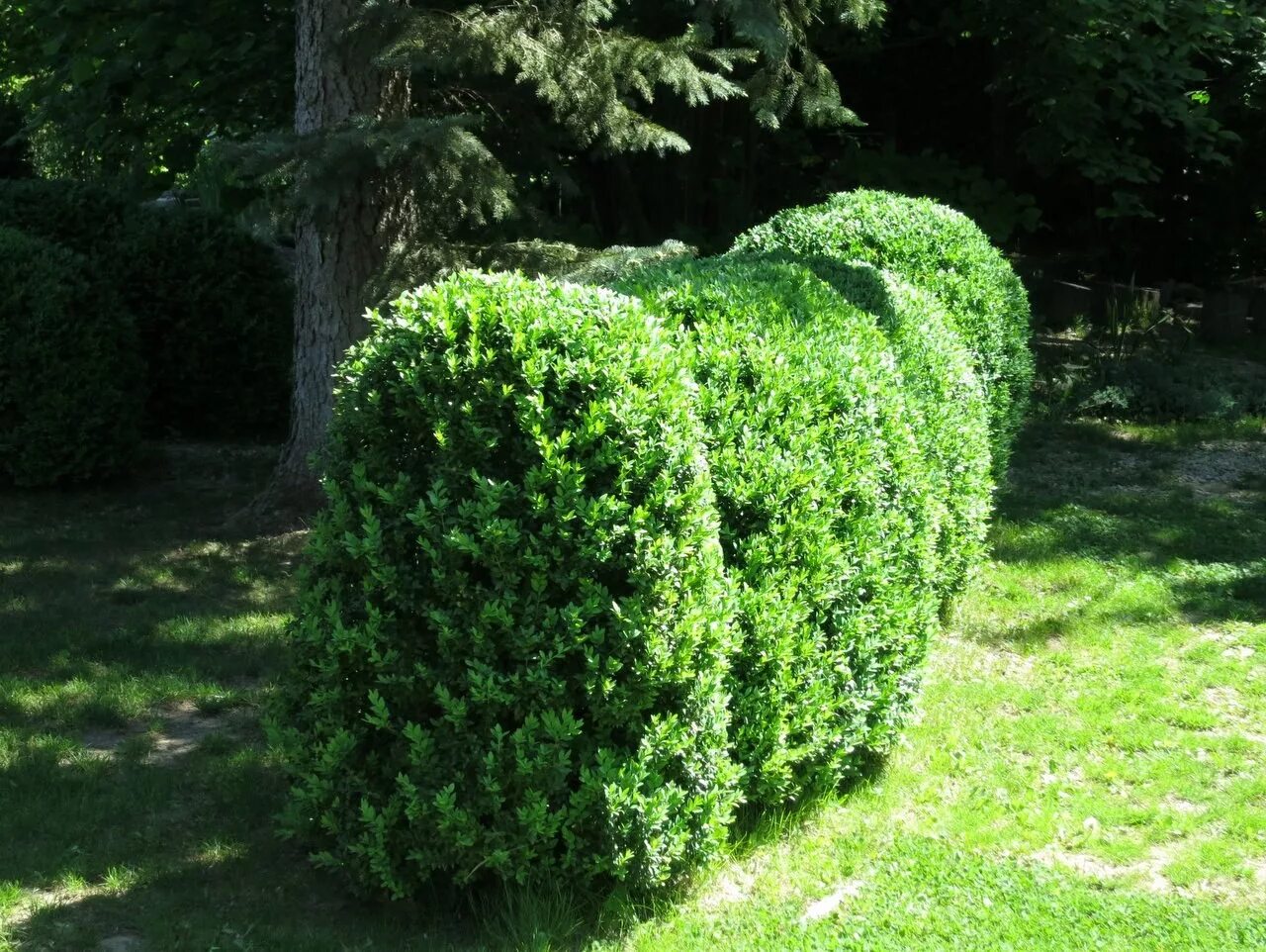 Вечнозеленый кустарник буксус. Вечнозеленый кустарник самшит. buxus sempervirens изгородь. самшит буксус. самшит вечнозелёный.