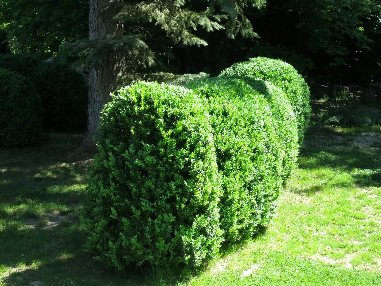 Самшит куст. Вечнозеленый кустарник самшит. Самшит Буксус. Buxus sempervirens самшит. Фото вечнозеленых растений