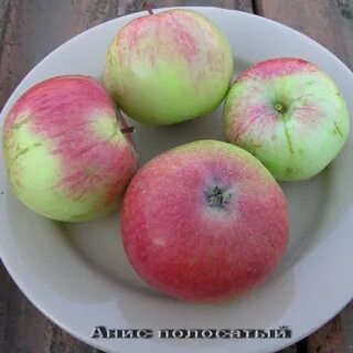 Яблоня анис