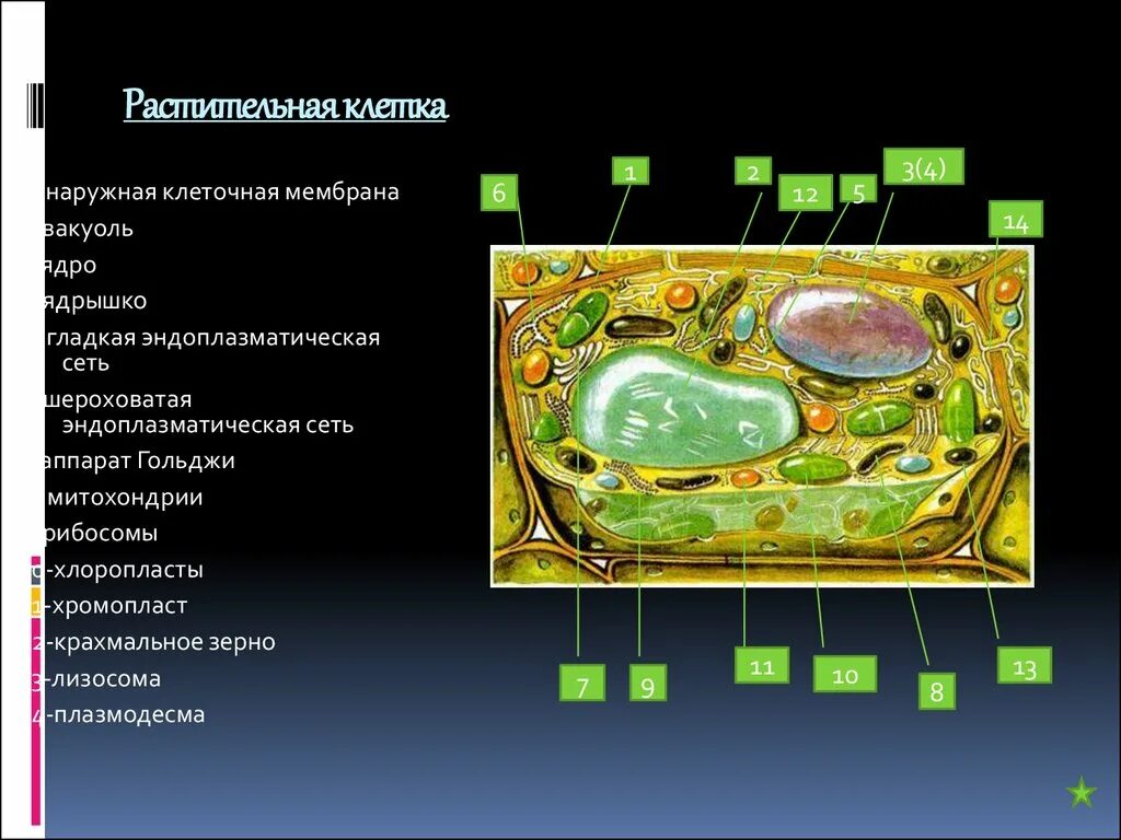 Имеется клеточная стенка из хитина. Ядро хлоропласт клеточная стенка. Клетка хлоропласты ядро стенка мембрана. Ядро ядро вакуоли вакуоли. Растительная клетка 2 мембранная.