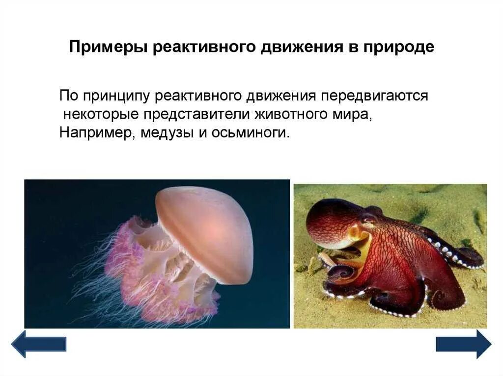 Сообщение реактивное движение в природе физика 9. Примеры реактивного движения. реактивное движение в природе. примеры реактивного движения в природе. реактивное движение римеры.