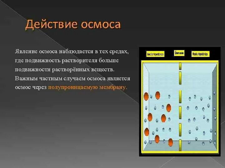Осмос физиология. Явление прямого и обратного осмоса. Суть явления осмоса. Осмотические явления. Суть явления осмоса.