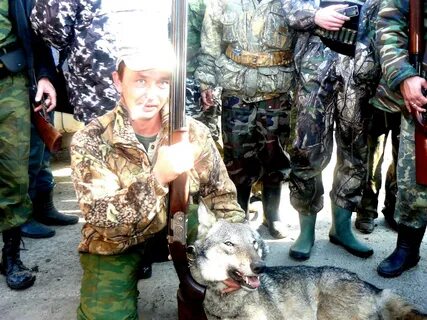 Правила охоты на волка