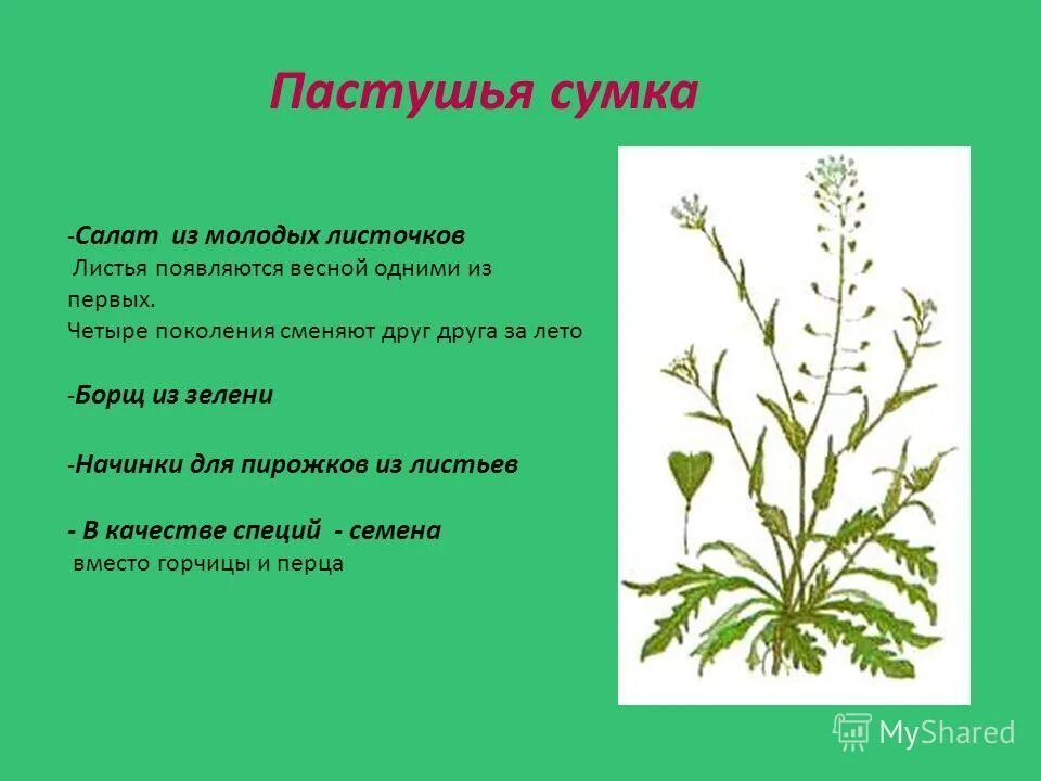 Пастушья сумка содержит. Пастушья сумка трава. пастушья сумка форма стебля. трава пастушьей сумки фармакогнозия. пастушья сумка обыкновенная описание.