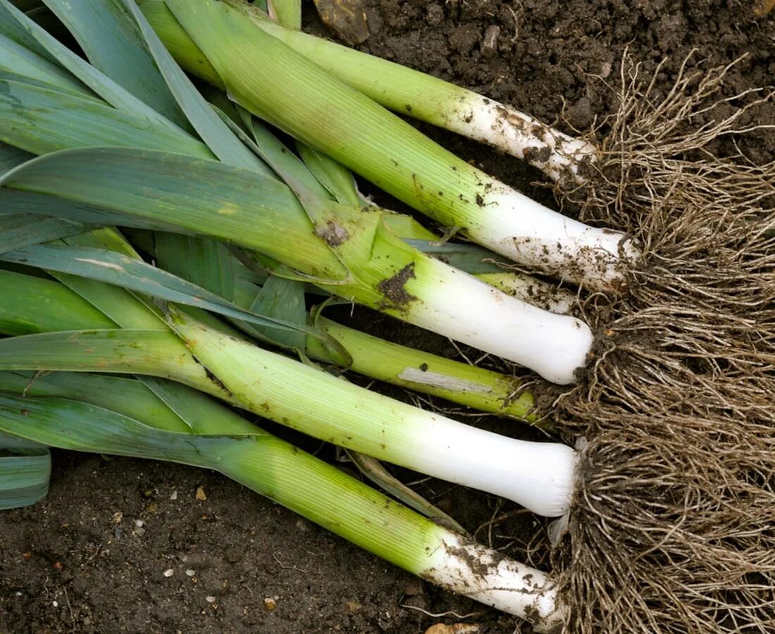 Вырастить лук порей. Лук порей на грядке. Лук порей 2021. Лук пырей порей. Порей агротехника.