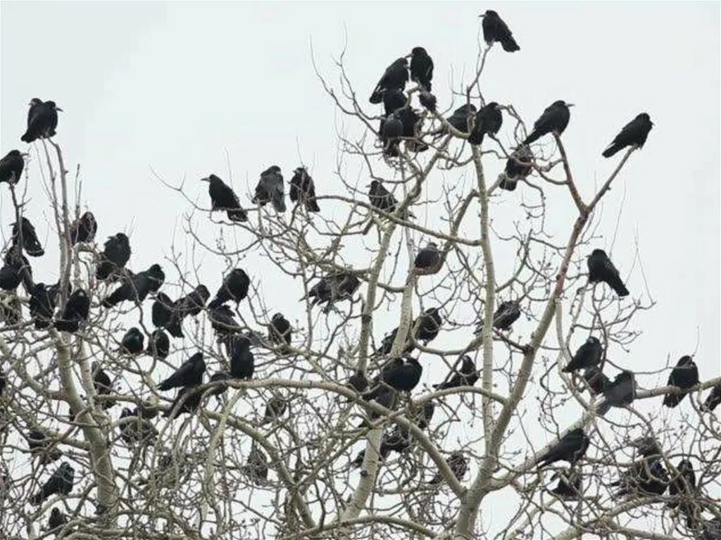 белоносые грачи. грач в природе. грач перелетная птица. ворон весной. грачи на дереве.