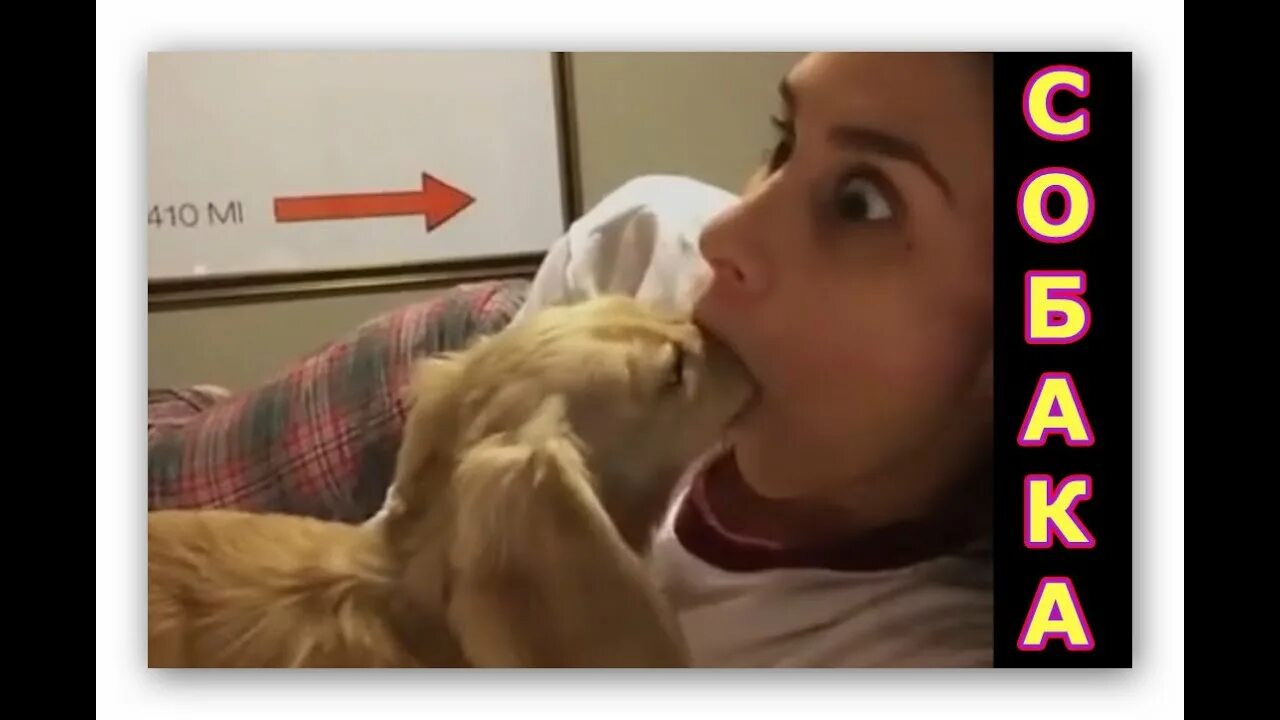 Sonya k9. Самая известная зоофилка. Собака со слюнями. Собака целует человека. Собака облизывается.