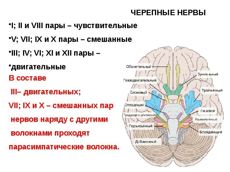 3 4 6 черепные нервы. 3 И 4 пара черепно-мозговых нервов ядра. 12 Пар черепно мозговых нерв. 12 Пар черепных нервов смешанные. Ядра 3 пары черепно-мозговых нервов.