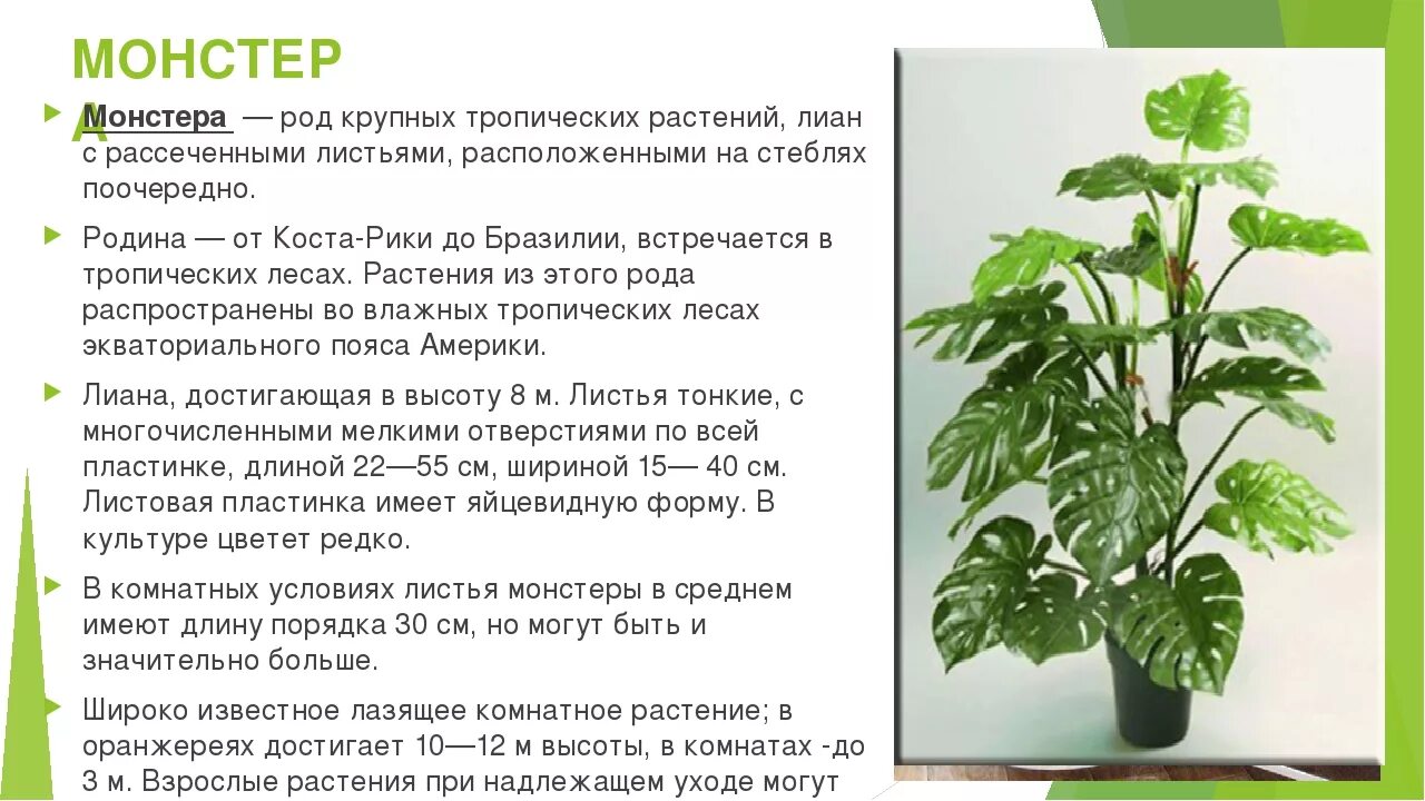 Комнатные растения информация. Монстера родина растения. родина цветка монстера. монстера комнатное растение описание.