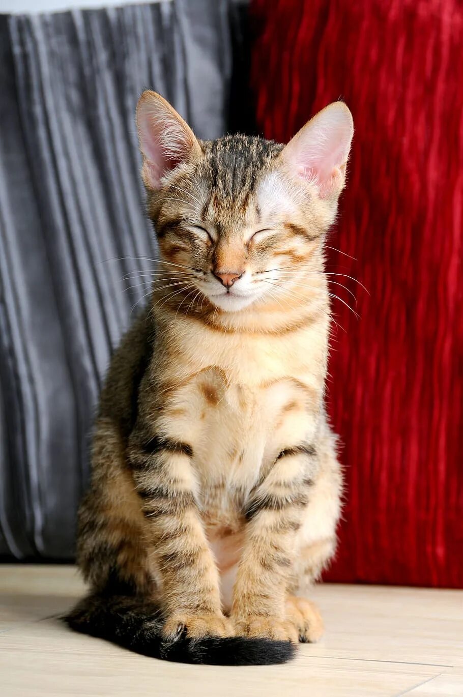 Какой кот дремот