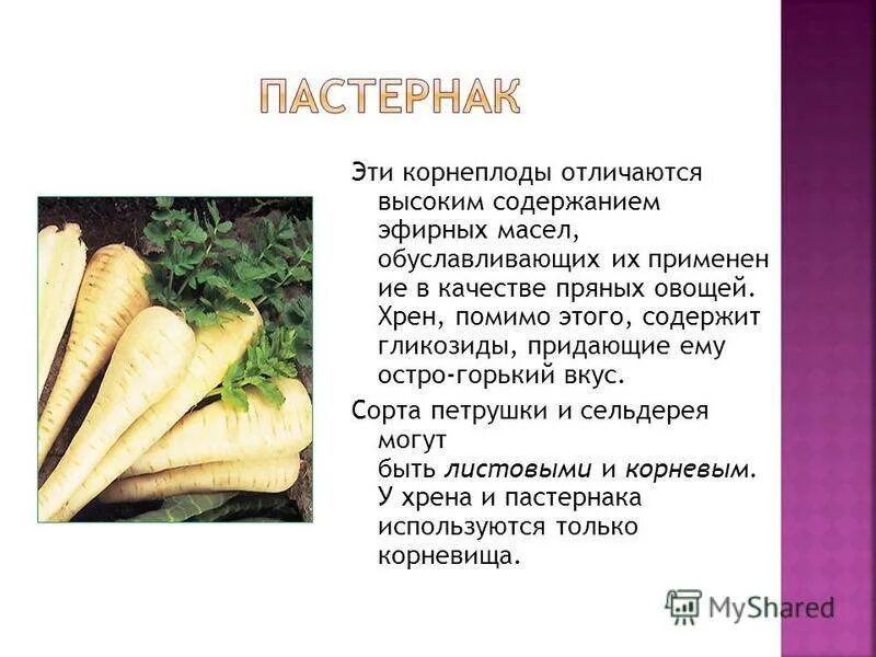 Хрен это овощ или. Хрен овощ или корнеплод. хрен. петрушка корнеплод. чеснок это овощ или корнеплод.