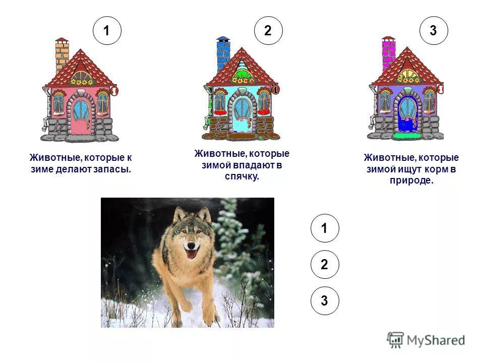 Животные запасают корм на зиму. Какие животные делают запасы на зиму. Кто из зверей делает запасы. Кто из зверей делает запасы. Животные которые делают запасы на зиму.