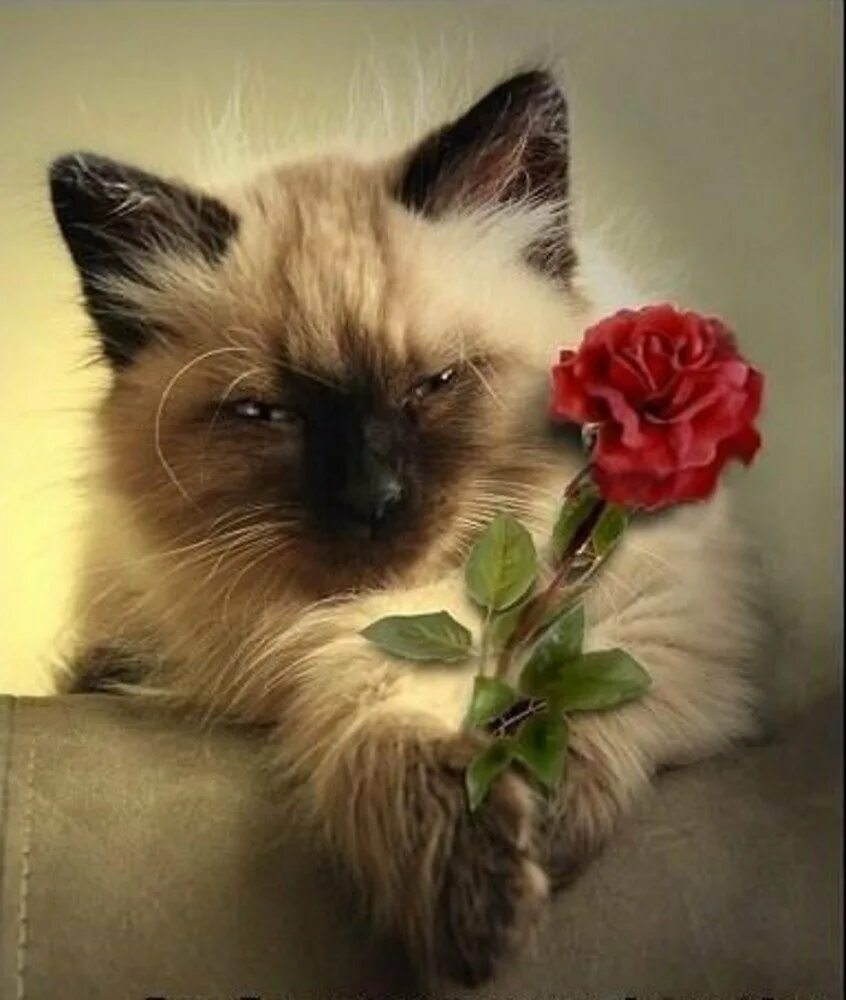 Доброго дня лене. Кот с цветами. Котики цвета. Котенок с цветочком. Дарю цветочек.