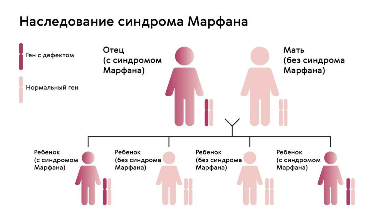 Аутосомно доминантный Тип наследования синдром Марфана. Синдром Марфана Тип наследования генетика. Синдром Марфана схема наследования. Синдром Марфана Тип наследственности. Гемофилия наследуется аутосомно