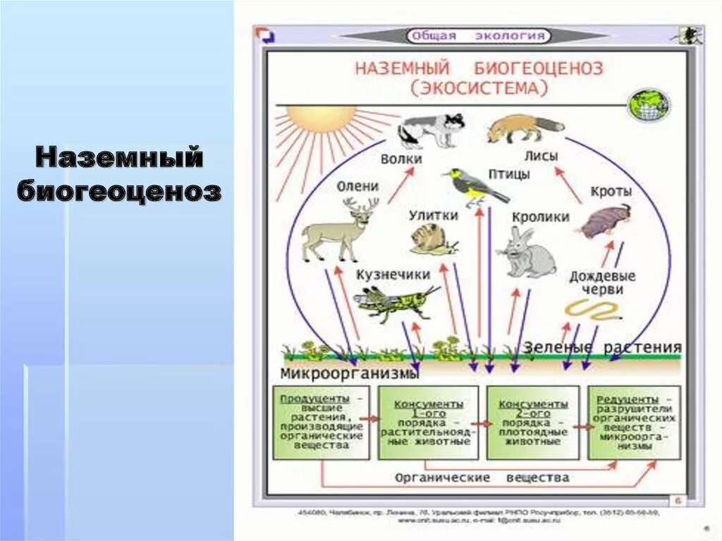 Организация экосистем презентация 9 класс. Природное сообщество-биогеоценоз 9 класс схемы. Биология 7 класс компоненты экосистемы. Структура экосистемы схема 11 класс биология. Структура экосистемы схема 9 класс биология.