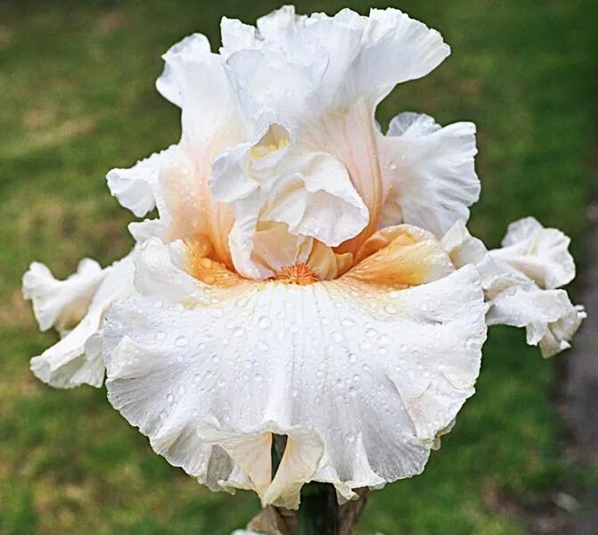 Iris lust. ирис пэшн плей. Iris lust. ирис tropical passion. ирис платинум пассион.