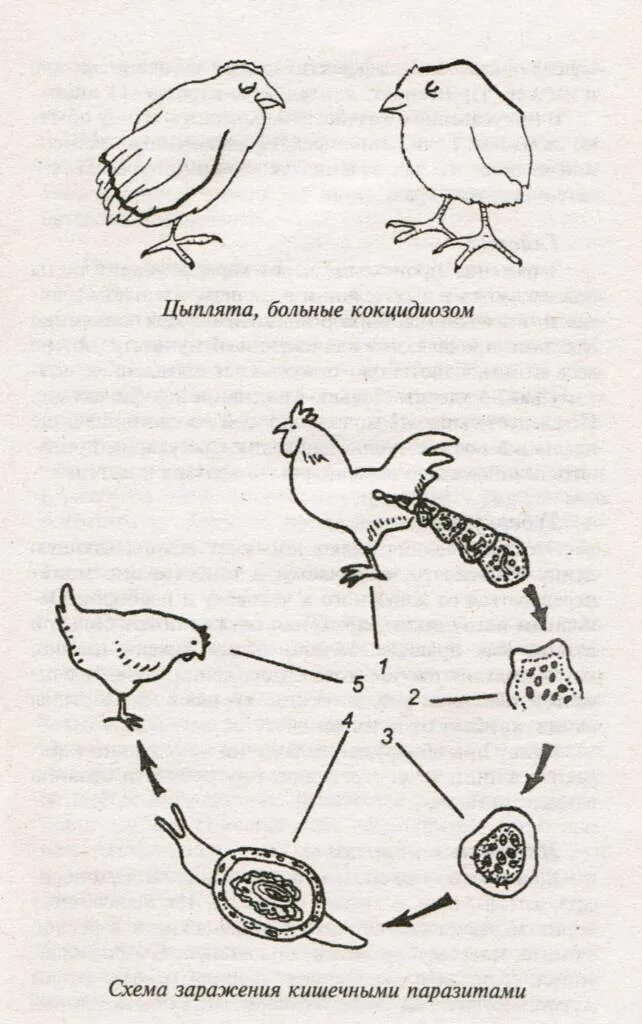 Биология 7 класс жизненный цикл птиц. Кокцидиоз схема заражения. Кокцидиоз жизненный цикл. Жизненный цикл кокцидий курицы. Кокцидиоз птиц цикл развития.