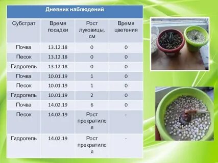 Как можно управлять ростом растений