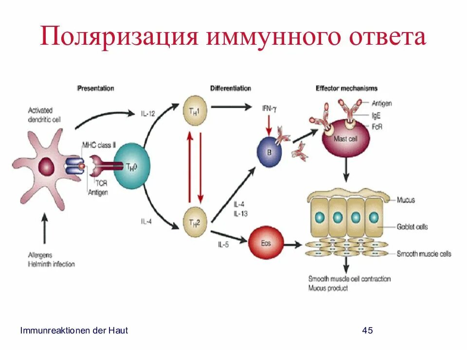 Схема противовирусного иммунного ответа. Контроль иммунного ответа иммунология. Схема иммунного ответа на вирус. Генетическая регуляция иммунного ответа. Обеспечивают иммунный ответ