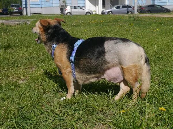 Живот немецкой овчарки. Беременные немецкие овчарки. Живот немецкой овчарки. Сколько беременна собака овчарка. Немецкая овчарка кобель.