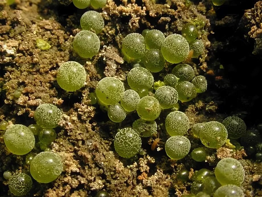 Botrydium granulatum. Ботридиум водоросль. Botrydium granulatum-шаровидная водоросль. Эдафофильные водоросли.