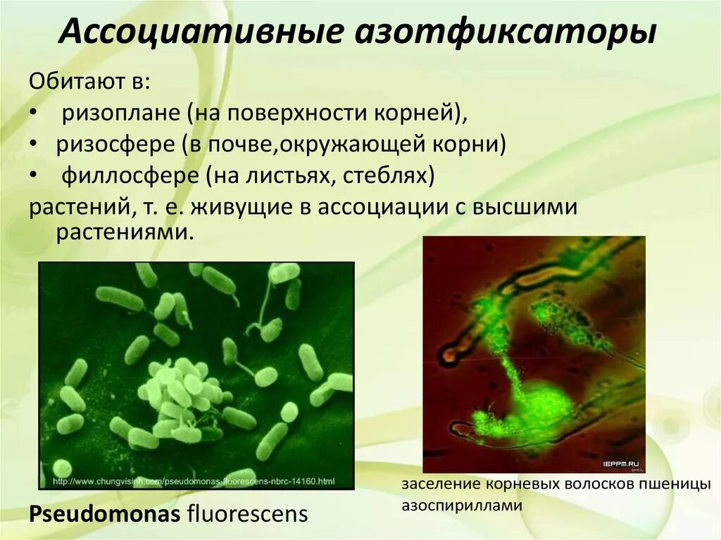 Ацидофильные лактобактерии (lactobacillus acidophilus). Клеточная ассоциация биотехнология. Синтрофия примеры. Микробиота кишечника. Биологические ксенобиотики.