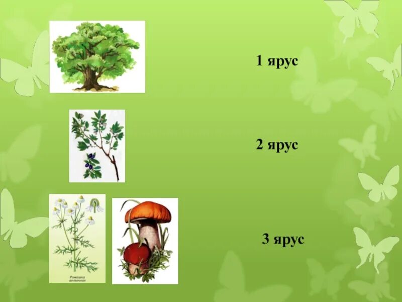 Ярусность леса первый ярус. 3 Ярус 2 ярус 1 ярус. 2 Ярус леса кустарники. Ярусы растений 1 ярус 2 ярус. Растения 4 яруса леса